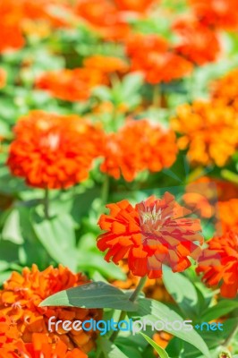 Zinnia Flower In The Garden Stock Photo