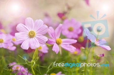 Zinnia Flowers Stock Photo