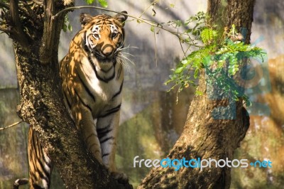 Tiger Stock Photo