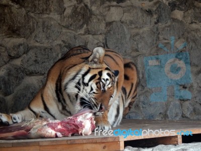 Zoo Animals In Cages And Aviaries Stock Photo