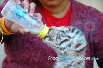 Zookeeper Feed Tiger Stock Photo