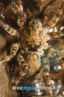 Zoropsis Spinimana Spider Stock Photo