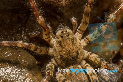 Zoropsis Spinimana Spider Stock Photo