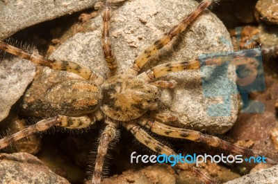 Zoropsis Spinimana Spider Stock Photo