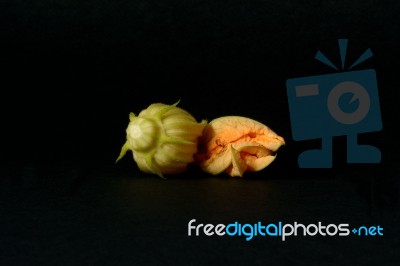 Zucchini Flower Stock Photo