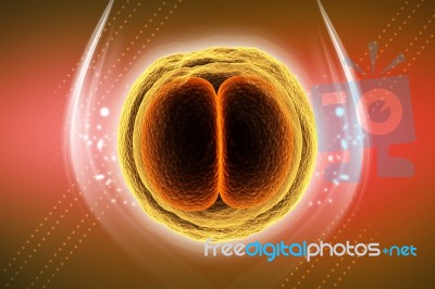 Zygote Cell Stock Image