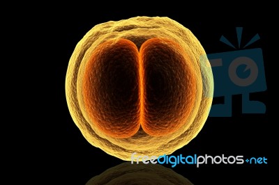 Zygote Cell Stock Image