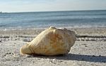 00598_aclearwaterbeachshell Stock Photo