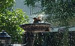 01480_birdshower Stock Photo