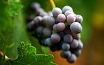 01560_harvestgrapes Stock Photo