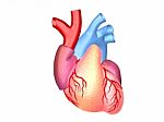 3d Illustration Of Human Heart Stock Photo