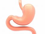 3d Illustration Of Stomach Stock Photo