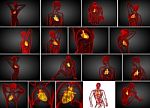 3d Rendering Commedical Illustration Of A Human Heart Stock Photo