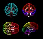 3d Rendering  Human Of The  Brain Stock Photo