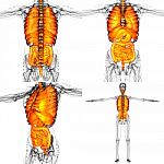 3d Rendering Illustration Of The Human Digestive System And Resp Stock Photo