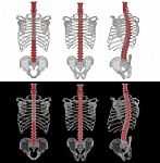 3d Rendering Illustration Of The Human Spine Stock Photo