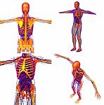 3d Rendering Medical Illustration Of The Human Skeleton Stock Photo