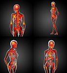 3d Rendering Medical Illustration Of The Human Skeleton Stock Photo