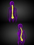 3d Rendering Medical Illustration Of The Human Spine Stock Photo