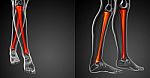 3d Rendering Medical Illustration Of The Tibia Bone Stock Photo