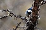 A Bird Is Shy Photographer Stock Photo