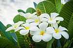 A Bouquet Of Plumeria ( Frangipani ) Flowers On Trees That Specific Flowers Stock Photo