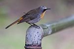 A Cape Robin (janfrederik) Stock Photo