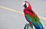 A Colourful, Beautiful, Vivid Parrot In The Street Stock Photo