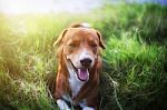 A Cute Brown Dog Outdoor Stock Photo