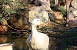 A Duck Enjoying Around A Pond Stock Photo