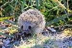 A Hedgehog In The Nature Stock Photo