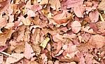 A Lot Of Pink  Brown And Orange Dry Leaves Lying On The Ground Stock Photo