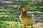 A Lovely Duck In The Lake Stock Photo