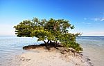 A Mangrove Tree Stock Photo