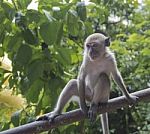 A Monkey’s Gaze Stock Photo