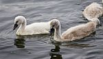 A Pair Of The Young Mute Swans Is Swimming Stock Photo