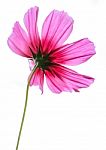 A Pink Cosmos Flower Blooming Stock Photo