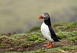 A Puffin Stock Photo