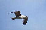 A Seagull Flying High Stock Photo