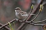 A Thoughtful Sparrow Stock Photo