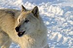 A White Wolf In The Snow Stock Photo