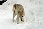 A White Wolf In The Snow Stock Photo