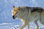 A White Wolf In The Snow Stock Photo