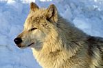 A White Wolf In The Snow Stock Photo