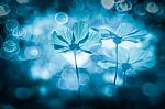 Abstract Blurred And Soft Cosmos Flower With Bokeh On Blue Backg Stock Photo