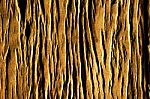 Abstract Old Wood In Golden Color Stock Photo