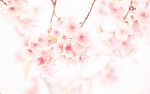 Abstract Soft And Blurred Cosmos Or Cherry Blossom On Sand Stone Stock Photo