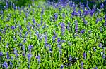 Abstract Violet Flowers On Field At Rajapruk Park Stock Photo