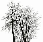 Acacia Trees - Black And White Drawing Stock Photo