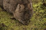 Adorable Large Wombat During The Day Looking For Grass To Eat Stock Photo